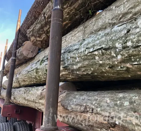 Charme en Grume – Camion de 50 Stères – Bois de Chauffage Idéal