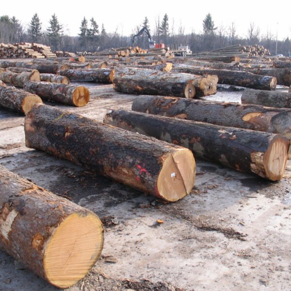 Frêne en Grume – Camion de 50 Stères – Bois de Chauffage Idéal