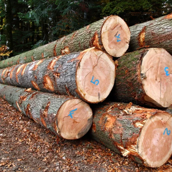 Douglas en Grume – Camion de 50 Stères – Bois de Chauffage Idéal